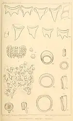 #30 (25/11?/1873)Suckers of the arms and tentacles and closeups of the radula and its associated teeth (Verrill, 1880a:pl. 16a)