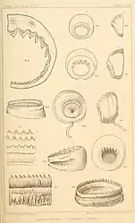 #34 (?/12/1874) and #42 (24/9/1877)Details of the horny ring of a large tentacular sucker of Verrill specimen No. 13 from 1874 (#34; fig. 11) and assorted arm and tentacular suckers of Verrill specimen No. 14 from 1877 (#42; remaining figures) (Verrill, 1880a:pl. 17)