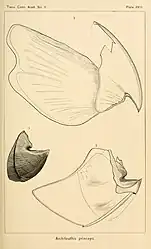 #22 (?/10/1871) and #26 (≤1873)The two syntypes of Architeuthis princeps: lower beak of Verrill specimen No. 1 from 1871 (#22; left—drawn by J. H. Emerton) and upper and lower beaks of Verrill specimen No. 10 from 1873 or earlier (#26; top and bottom—drawn by A. E. Verrill) (Verrill, 1880a:pl. 18). A front view of the former is additionally shown in Verrill (1882c:pl. 11 fig. 3a).