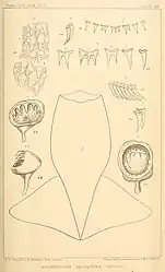 #[1] (1870?)Anatomical details of the squid that washed ashore in Nova Scotia, Canada, around 1870. It was originally described as Architeuthis megaptera and later identified as Sthenoteuthis pteropus. Shown are the mantle (fig. 1), teeth of the radula and palate (figs. 2–7), and arm and tentacle suckers (figs. 8–9) (Verrill, 1880a:pl. 21).