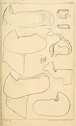 #25 (?/12/1872) and othersVerrill's sketches of the two halves of the lower mandible of specimen No. 4 from 1872 (#25), drawn from photographs (figs. 5–5a), as well as beaks and other remains redrawn from earlier sources: #16 from Harting (1860:pl. 1 figs. 1, 8, 8') (figs. 1–1b); Steenstrup's A. dux from Harting (1860:pl. 1 fig. 1A) (fig. 2); #13 after what was eventually published as Steenstrup (1898:pl. 1 fig. 2) (fig. 3); and "Enoploteuthis hartingii" from Harting (1860:pl. 2 fig. 15, pl. 3 figs. 23–24) (figs. 4–4b) (Verrill, 1880a:pl. 25)