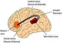 Arcuate fasciculus connects Broca's area and Wernicke's area.