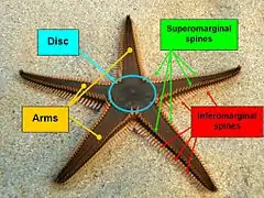 General look of an Astropecten