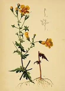 On the left, an upright plant with dissected leaves bearing salveriform yellow flowers on pedicels. On the right, the base of the plant in brown with a few roots.