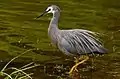 White-faced heron