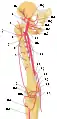 Arteries of the thigh labeled with numbers.  The lateral circumflex femoral is labeled as #5.