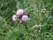 A creeping thistle with a "cuckoo spit"