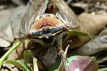 Photograph of cicada face, sitting on fallen leaves