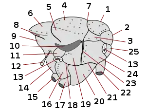 Brachycera thorax 13 right = anterior spiracle = prostigma = stigma anteriore 13 left = posterior stigma