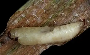 Chrysalis