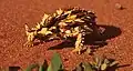 A thorny devil in the Northern Territory