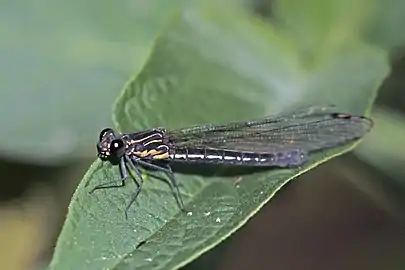 R. trifasciata femaleThree-banded emerald jewel, Nepal