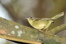 Three-striped warbler