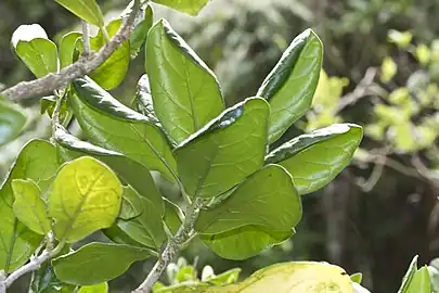 Foliage, from beneath