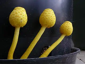 Leucocoprinus birnbaumii