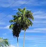 Thrinax radiata seedling in Everglades City, FL