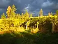 Thunder clouds over St Hubertus Vineyard