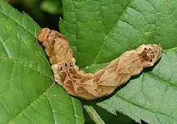 Caterpillar