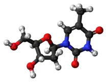 Ball-and-stick model of the thymidine molecule