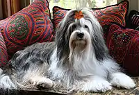 Tibetan Terrier