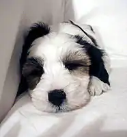 Tibetan Terrier puppy