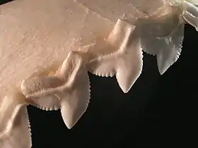 Tiger shark teeth are oblique and serrated to saw through flesh