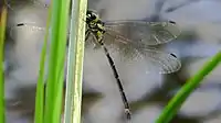 Male, viewed from under