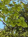 Large-leaved Linden (Lime) Tilia platyphyllos