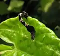 Caterpillar early instar