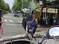 Grey parrot in her harness riding a motorbike in Chiayi, Taiwan June 2005