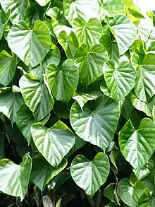 Foliage of Tinospora cordifolia.