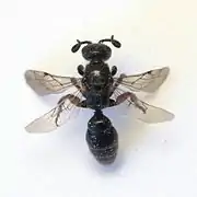 Dead female specimen; wings unfolded, antennae curled