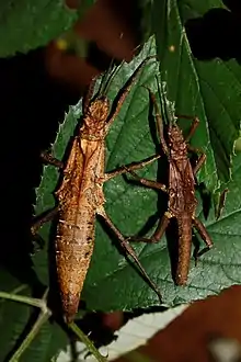 Pair of Tisamenus fratercula 'Ilocos'