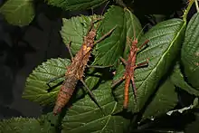 Pair of Tisamenus sp. 'Quezon National Park'