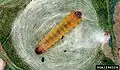 Larva