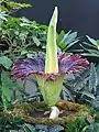 Titan arum at the United States Botanic Garden, Washington, D.C., on November 20, 2005