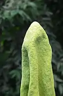 A. titanum close up, Bayreuth University, Germany, June 6, 2015