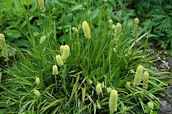 T. calyculata, "German asphodel"