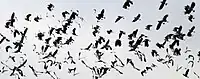 A large flock flying by