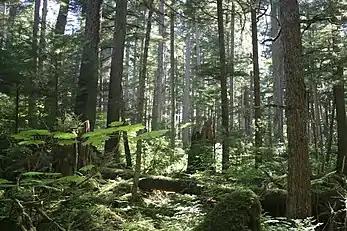 Northern Pacific coastal forests, a temperate evergreen rainforest