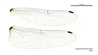 Male wings