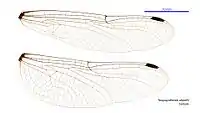 Female wings