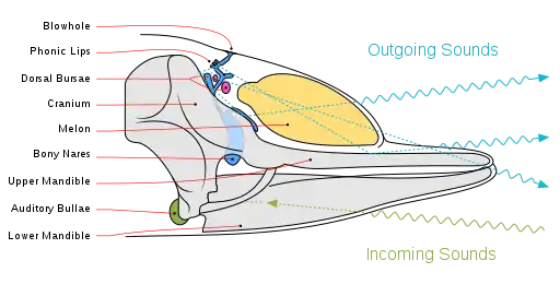 Image 19Diagram illustrating sound generation, propagation and reception in a toothed whale. Outgoing sounds are red and incoming ones are green (from Toothed whale)