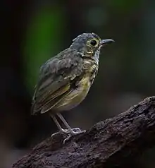 Spotted antpitta