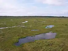 Peat bogs are freshwater wetlands that develop in areas with standing water and low soil fertility.