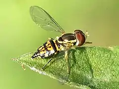 Female