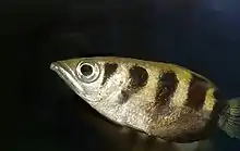 Side view of a silvery-gold fish with four brown stripes occupying most of the centre foreground, with a dark background. The fish is arrowhead-shaped, with a pointed snout and large eye