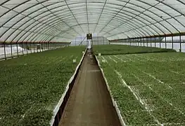 Greenhouse adapted to seedling production.