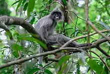 Gray monkey