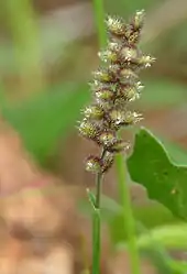 Inflorescence with spiny spikelets